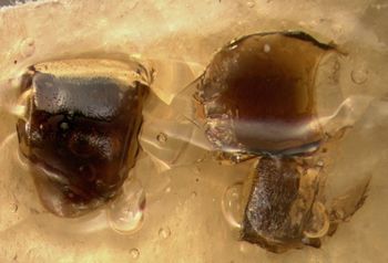 Media type: image;   Entomology 13633 Aspect: genetalia